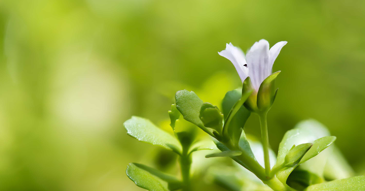 Bacopa monnieri brahmi 的 7 个新兴好处