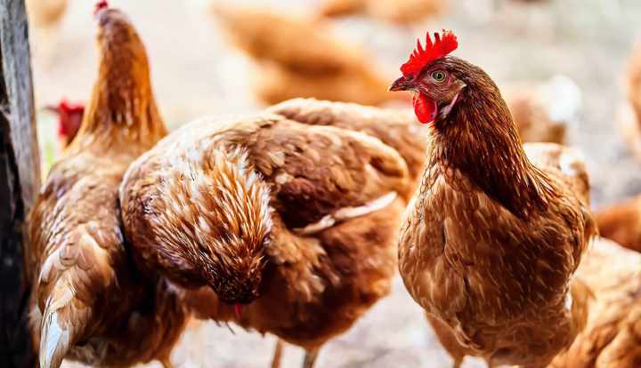 Can vegans eat chicken?