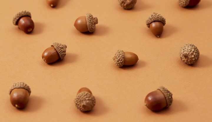 Can you eat acorns? Nutrition, benefits, and dangers
