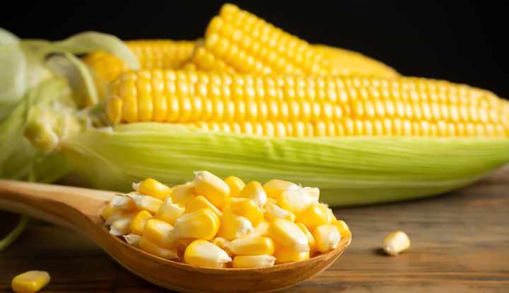 Corn: Nutrition, health benefits, uses, and downsides