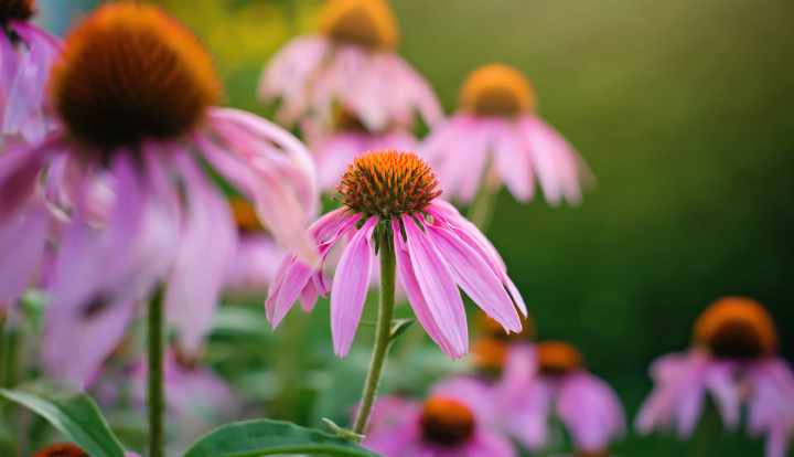 Echinacea: Benefits, uses, side effects and dosage