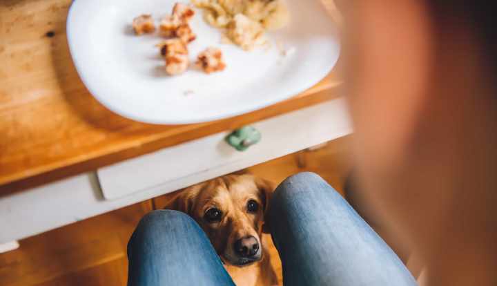 7 ushqimet njerëzore që mund të jenë fatale për qentë