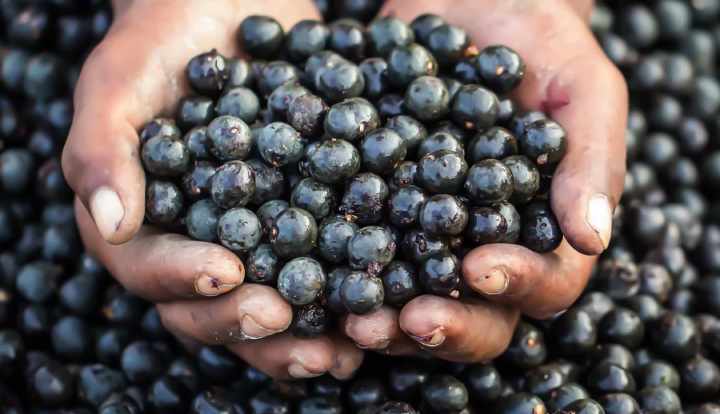 Health benefits of acai berries