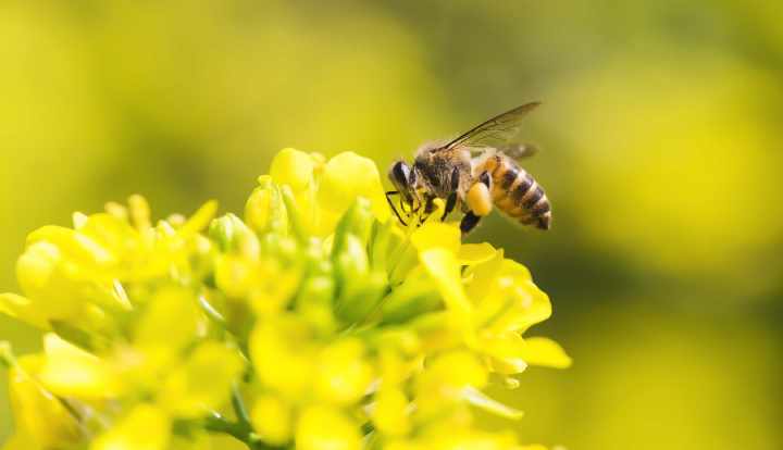 Sundhedsfordele ved bi-pollen