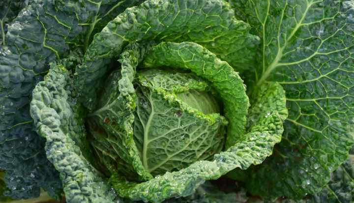 Health benefits of cabbage