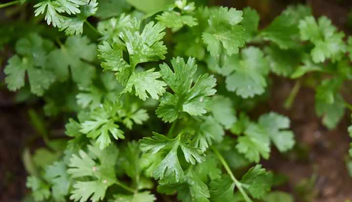 8 surprising health benefits of coriander