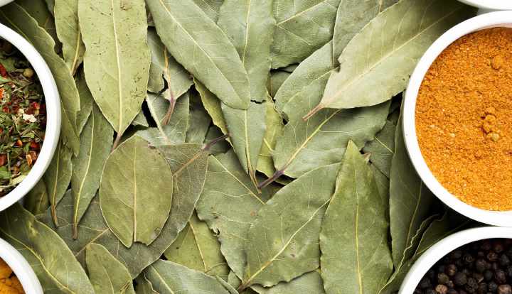 Manfaat daun kari bagi kesehatan