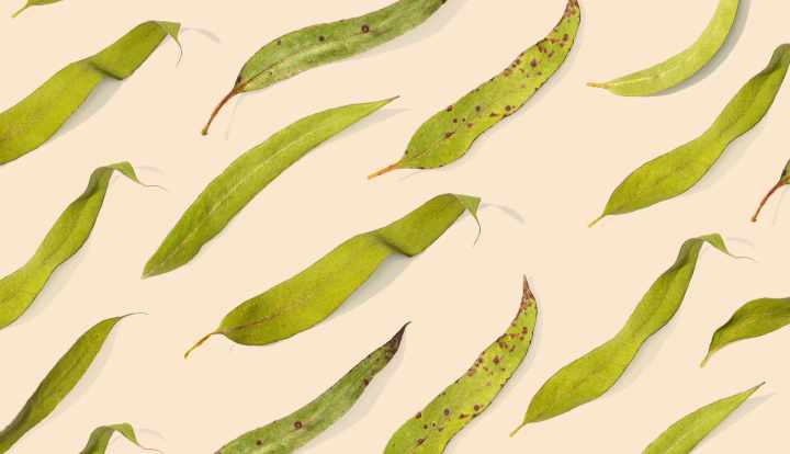 Health benefits of eucalyptus leaves