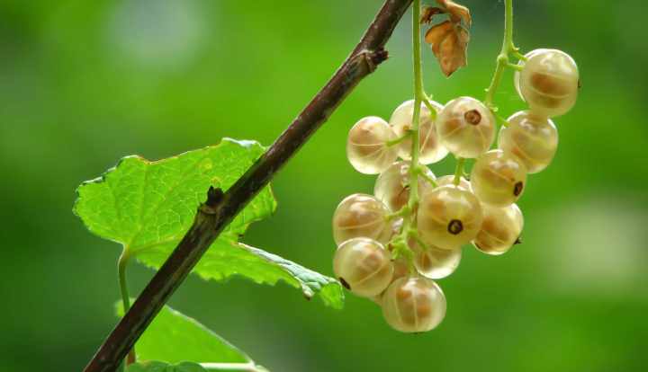 Health benefits of gooseberries