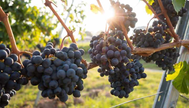 Sundhedsmæssige fordele ved druer