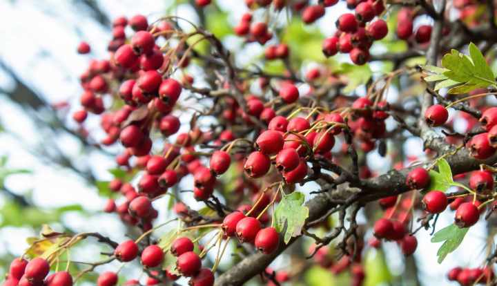 Health benefits of hawthorn berry