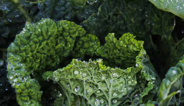 10 proven health benefits of kale