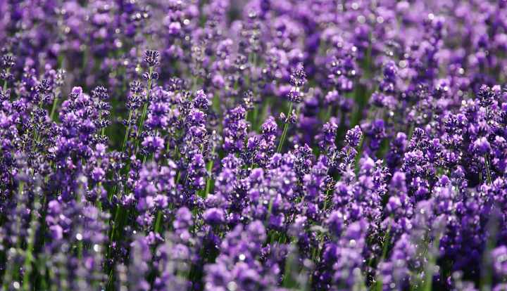 Manfaat teh lavender untuk kesehatan