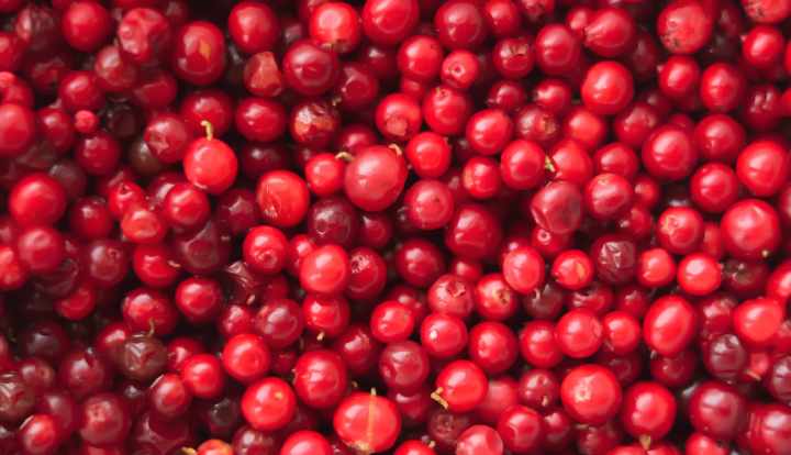 Health benefits of lingonberries