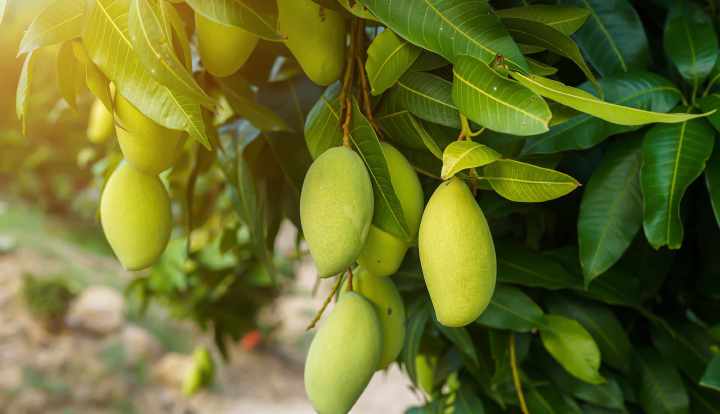 Sundhedsfordele ved mangoblade