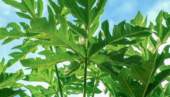 Health benefits of papaya leaf