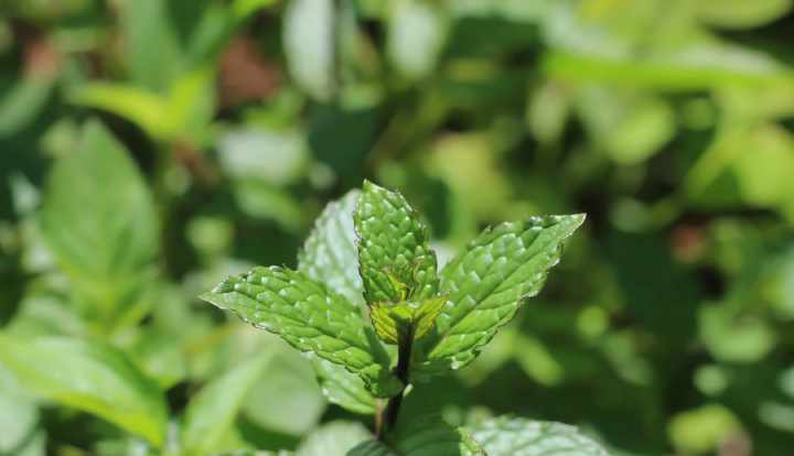 Nane çayının bilim destekli 12 sağlık faydası