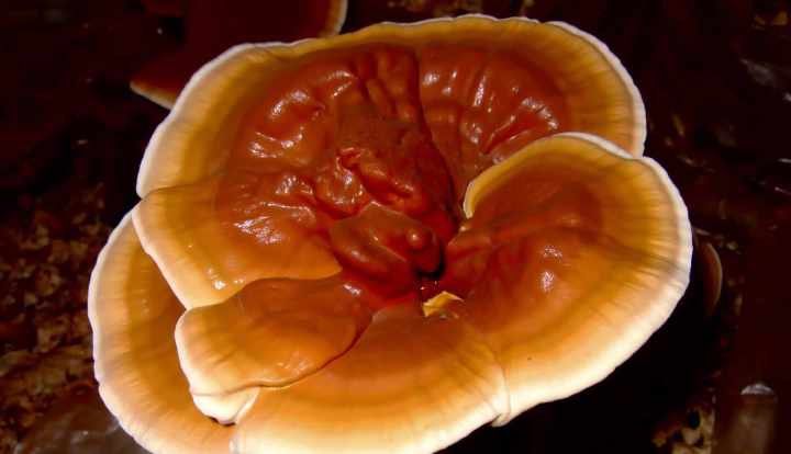 Zdravotní přínos houby reishi