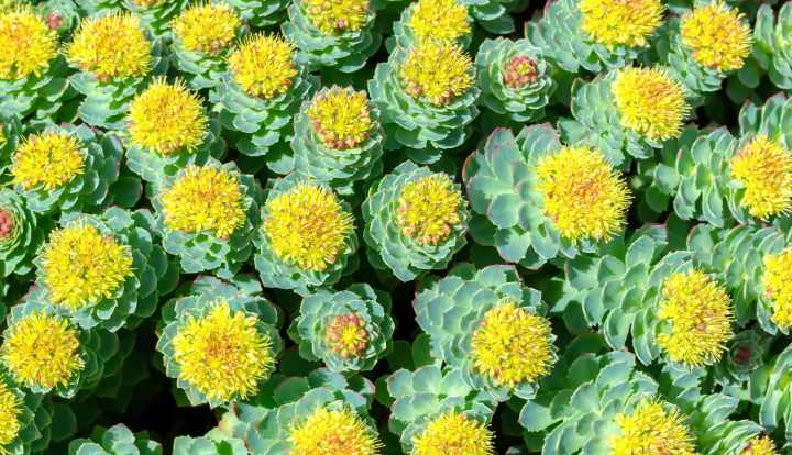 7 science-backed health benefits of Rhodiola rosea