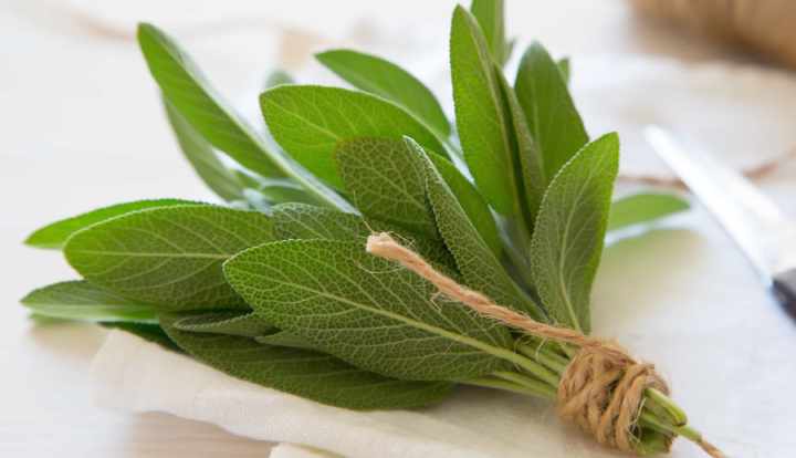 12 health benefits and uses of sage
