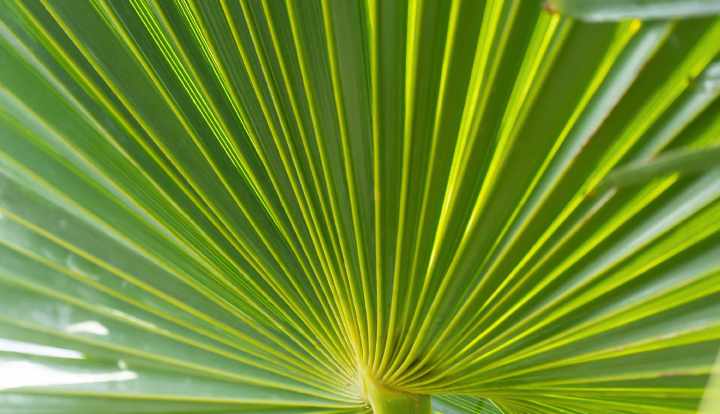 Les bienfaits du palmier nain pour la santé