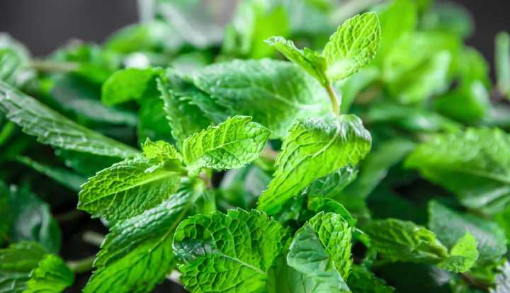 11 benefits of spearmint tea and essential oil