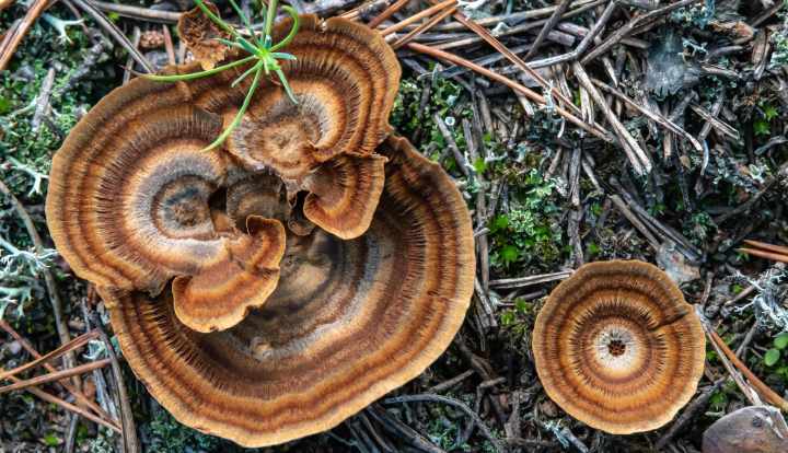 Health benefits of turkey tail mushroom