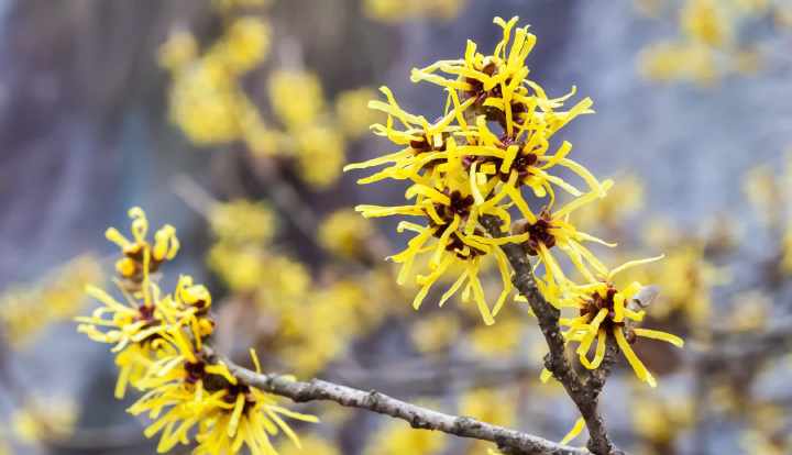 8 health benefits and uses of witch hazel