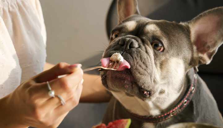 Seznam lidských potravin, které psi mohou a nemohou jíst