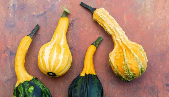 Is squash a fruit or vegetable?