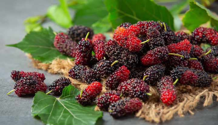 Mulberries: Nutrition facts and health benefits
