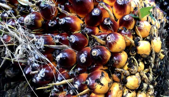 Palmuöljy: Öljypalmu: Mitä se on, ravitsemus, hyödyt ja kiistat.
