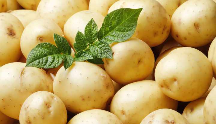 Ngrënia e patateve të gjalla