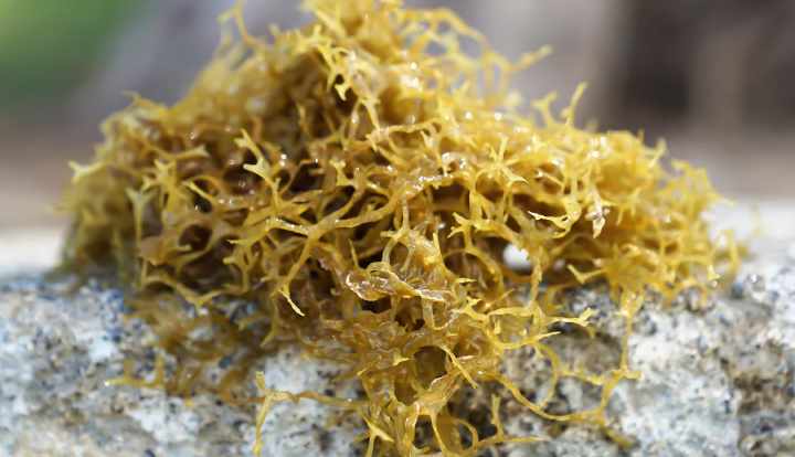 Sea moss: Benefits, nutrition, and how to prepare it
