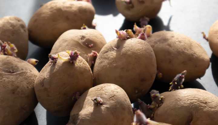 Er spirede kartofler sikre at spise?