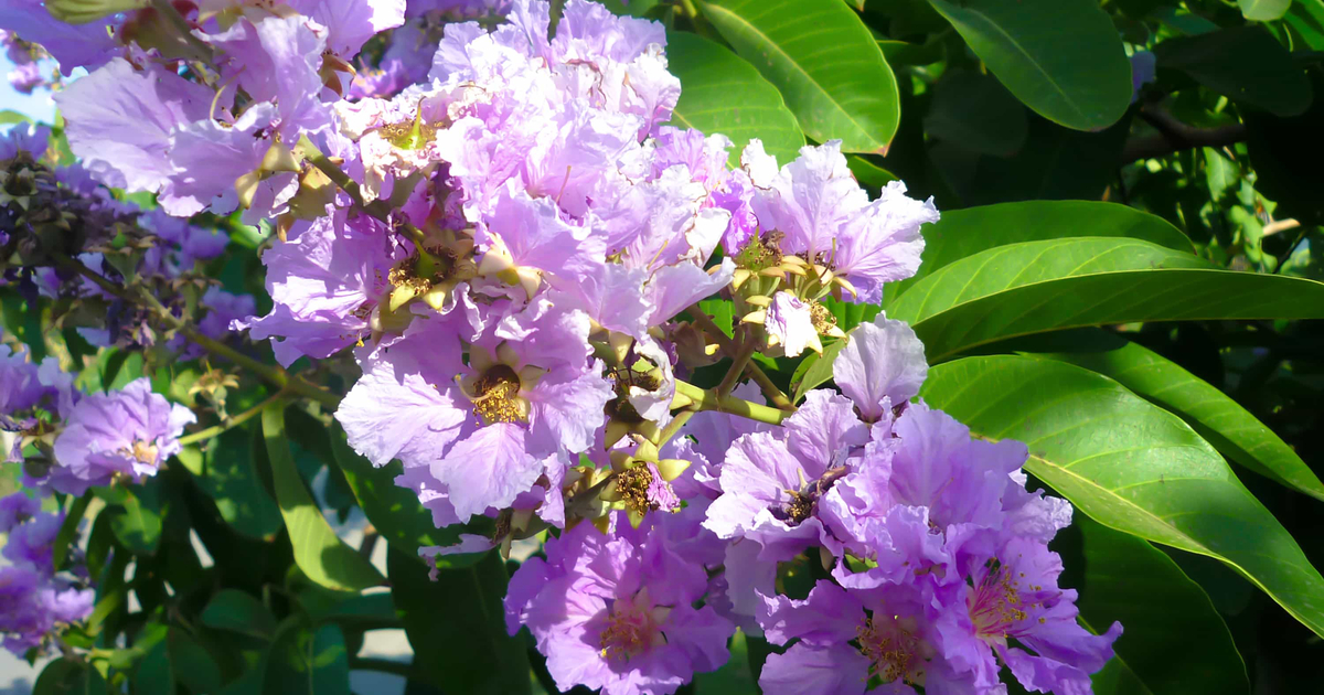 Banaba Blätter Vorteile, Verwendung, Nebenwirkungen und Dosierung