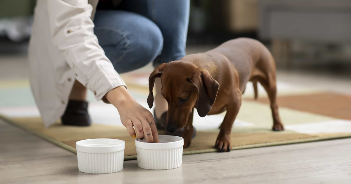 coconut-oil-for-dogs-good-or-bad