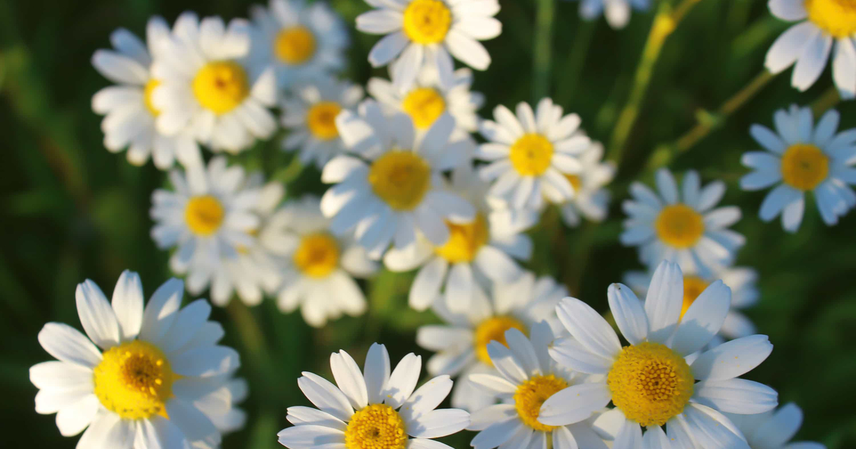 鼻づまりの軽減