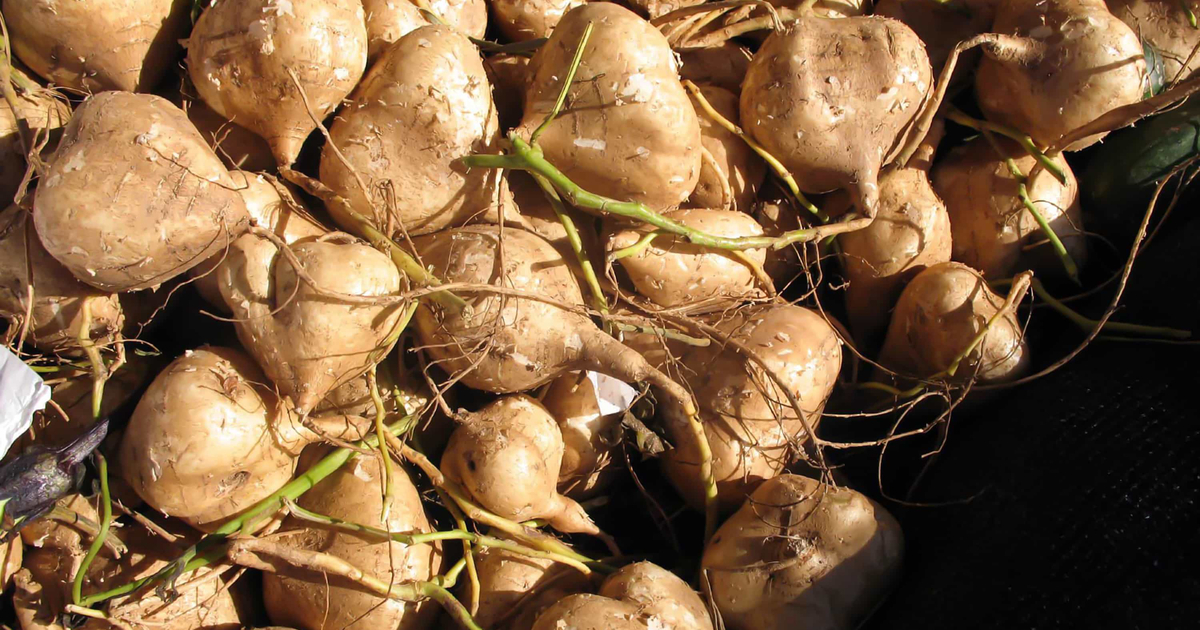 8 beneficios para la salud comprobados de la jícama