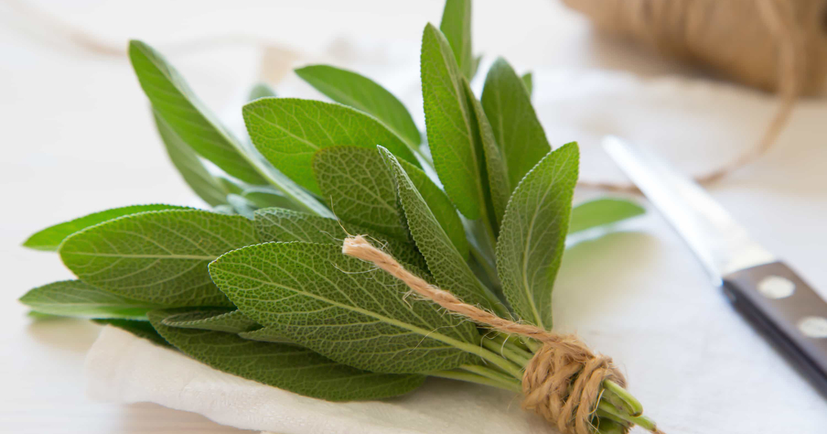 12 Health Benefits and Uses of Sage You Should Know
