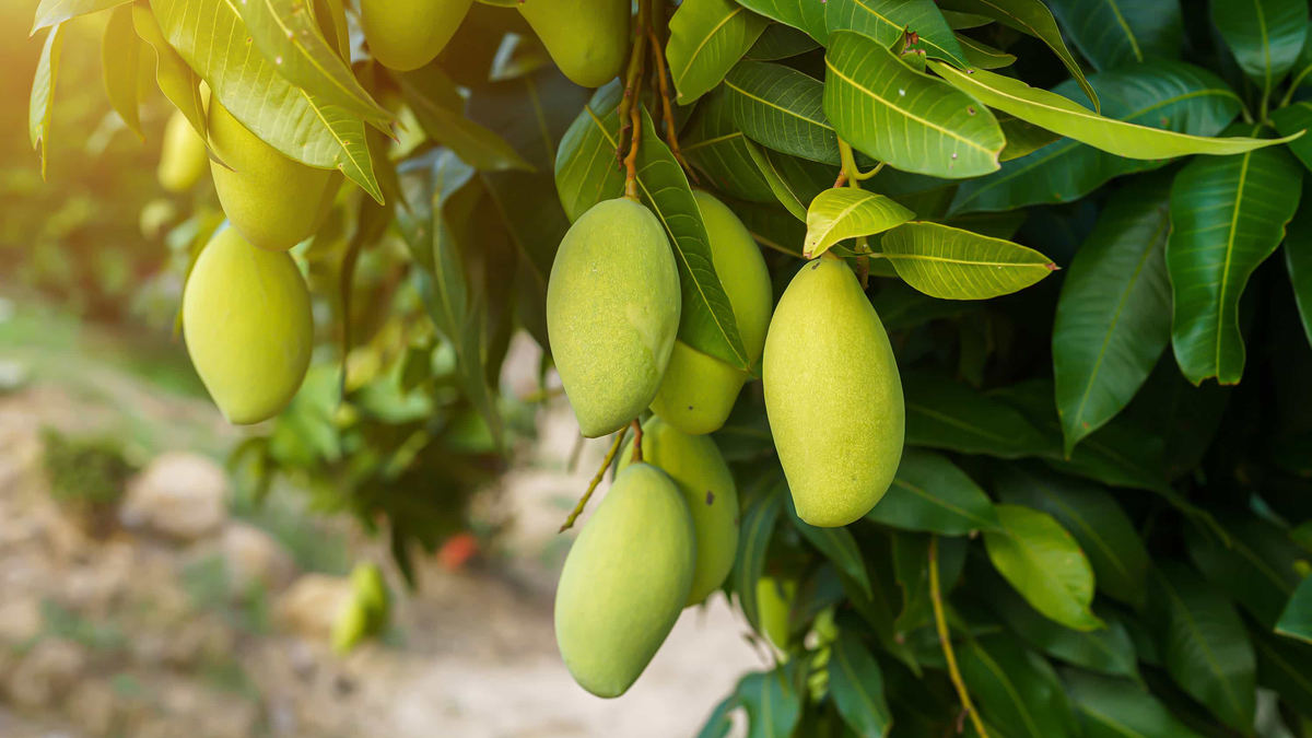 Here are 8 emerging benefits of <b>mango</b> leaves. 