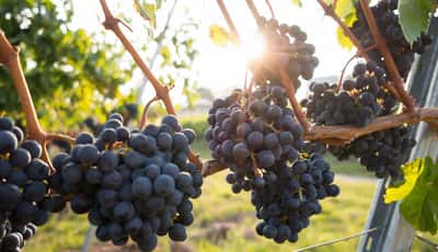 12 përfitime të dëshmuara shëndetësore të rrushit
