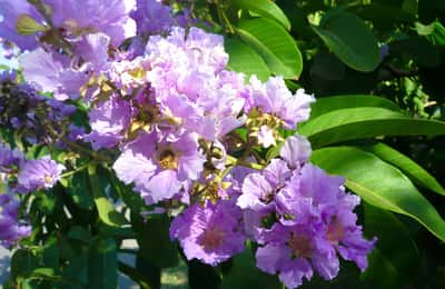 Banaba listy: Výhody a použití pro zdraví