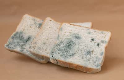 Ăn bánh mì bị mốc có an toàn không? Giải thích về nấm mốc trên bánh mì