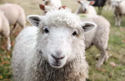 ¿Cuál es la diferencia entre vegetariano y vegano? Explicación clara