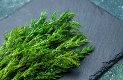 Aneth : herbe et épice nutritive