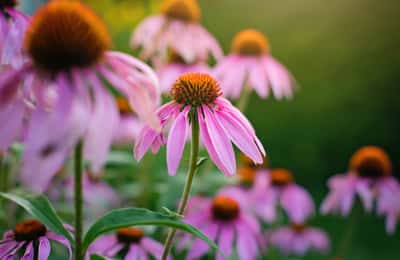 Echinacea: Οφέλη, Χρήσεις, Παρενέργειες και Δοσολογία