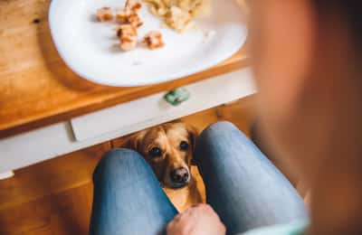 7 alimente umane care pot fi fatale pentru câini