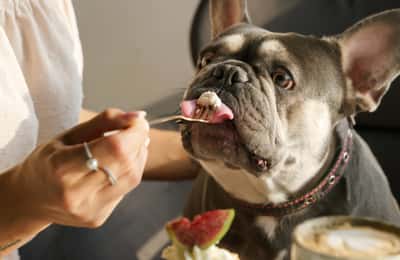 En lista över livsmedel som hundar kan och inte kan äta