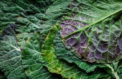 Hrana za povećanje testosterona